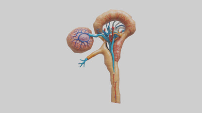 3D model Human Juxtamedullary Nephrons Model VR / AR / low-poly