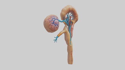 3D model Human Juxtamedullary Nephrons Model VR / AR / low-poly