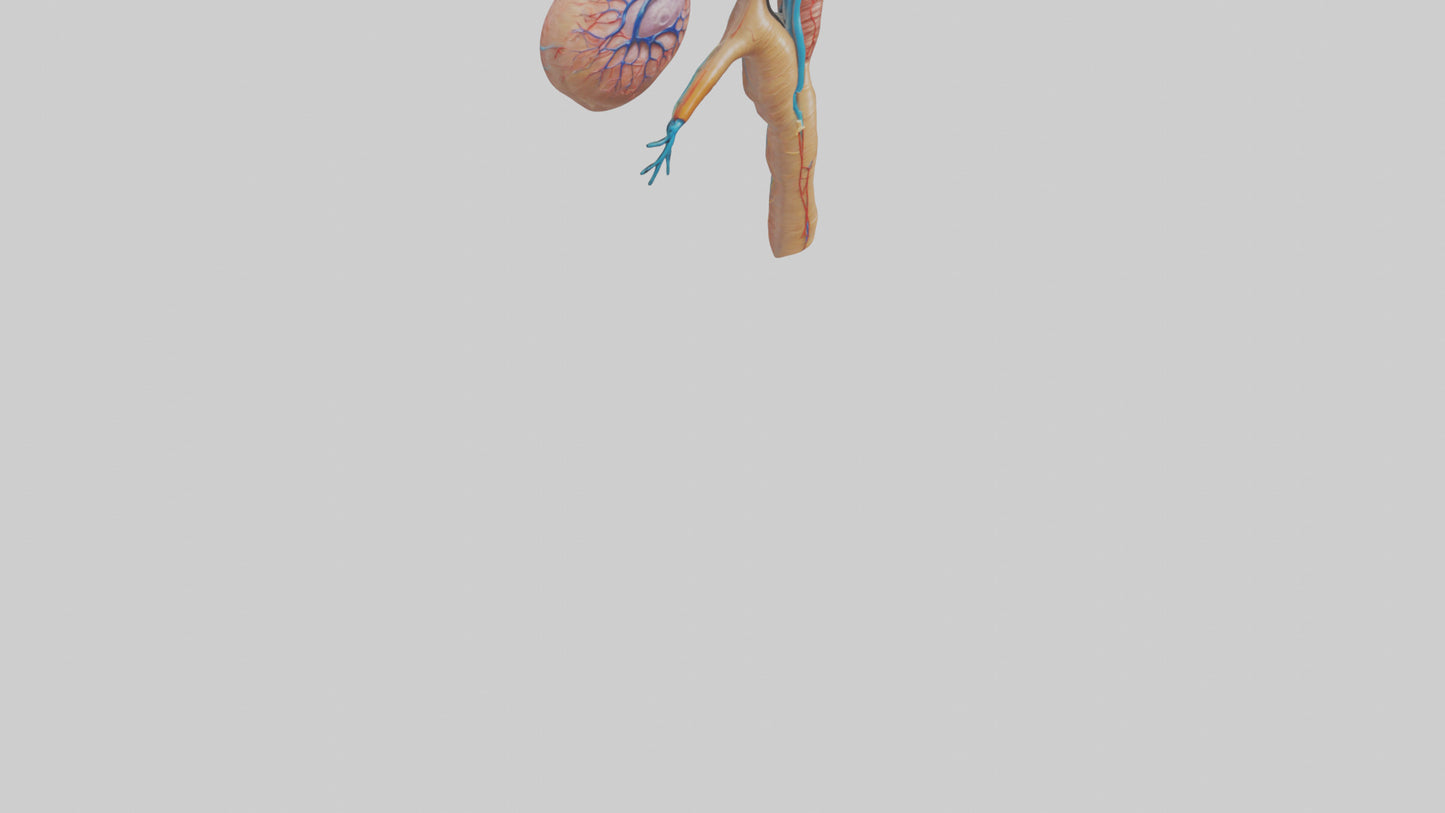 3D model Human Juxtamedullary Nephrons Model VR / AR / low-poly
