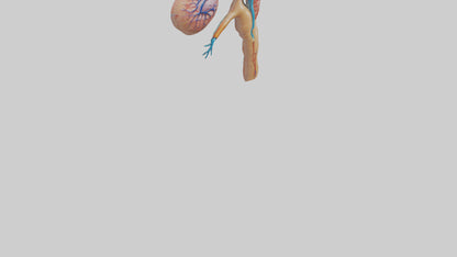 3D model Human Juxtamedullary Nephrons Model VR / AR / low-poly