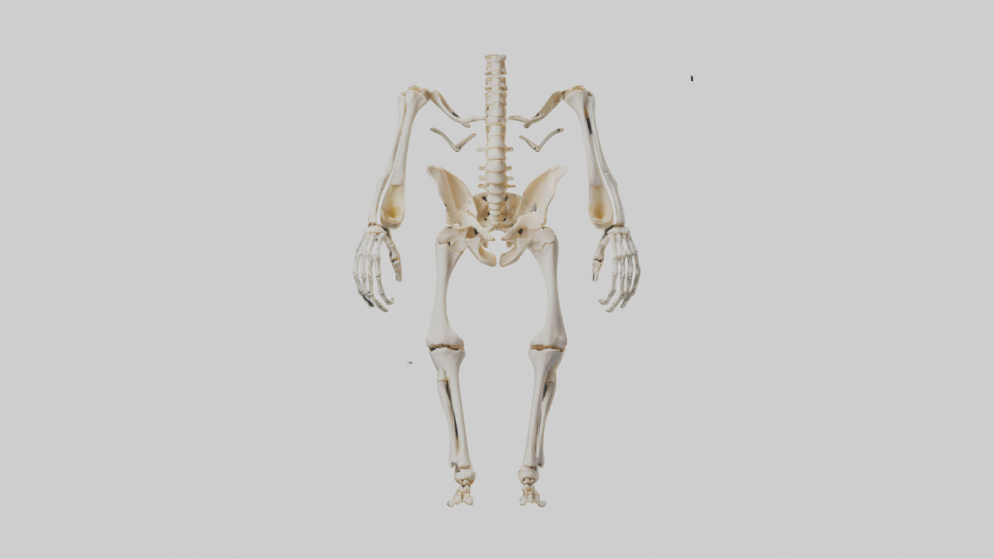 3D model Human Knee Skeleton model VR / AR / low-poly
