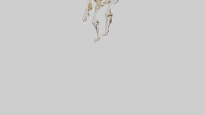 3D model Human Knee Skeleton model VR / AR / low-poly