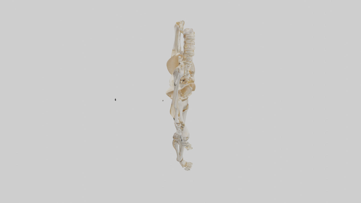 3D model Human Knee Skeleton model VR / AR / low-poly