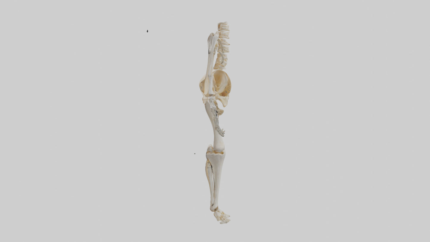 3D model Human Knee Skeleton model VR / AR / low-poly
