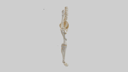 3D model Human Knee Skeleton model VR / AR / low-poly