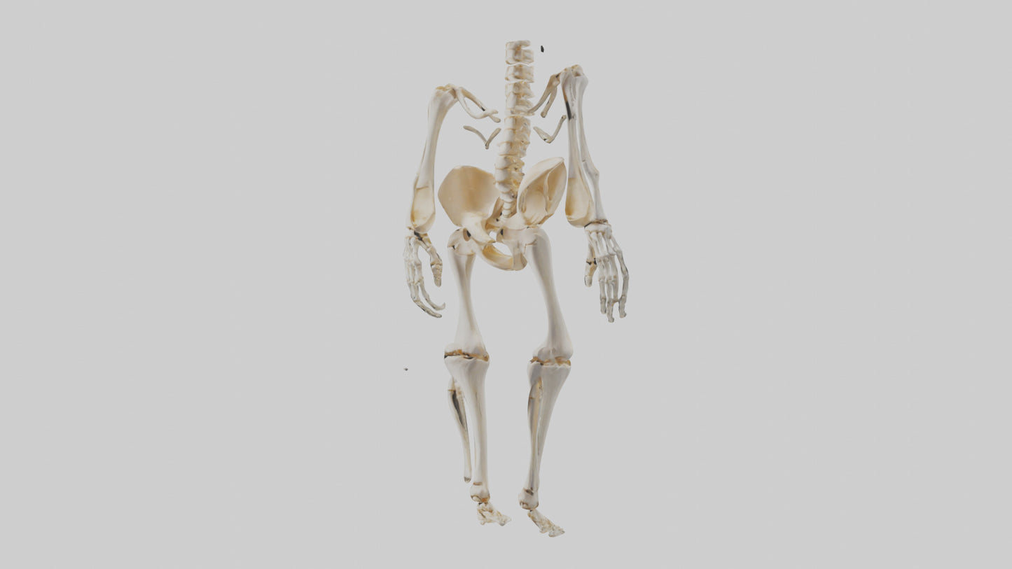 3D model Human Knee Skeleton model VR / AR / low-poly