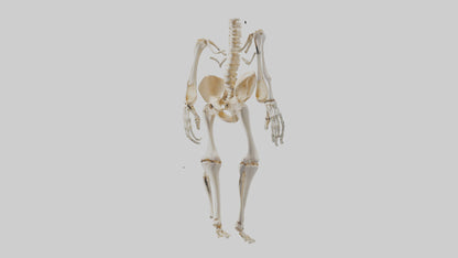 3D model Human Knee Skeleton model VR / AR / low-poly