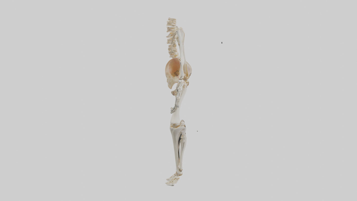 3D model Human Knee Skeleton model VR / AR / low-poly
