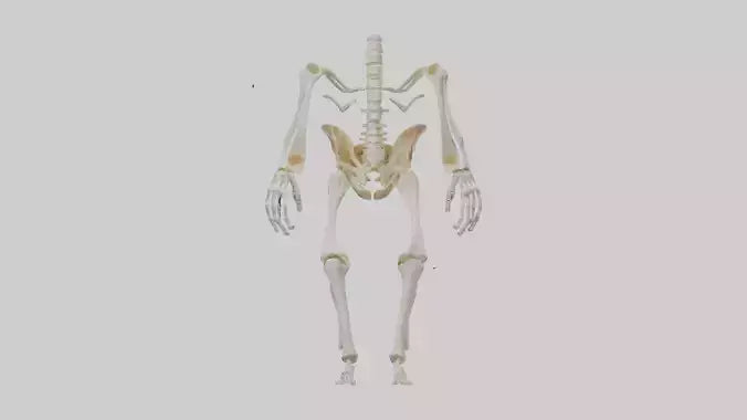 3D model Human Knee Skeleton model VR / AR / low-poly