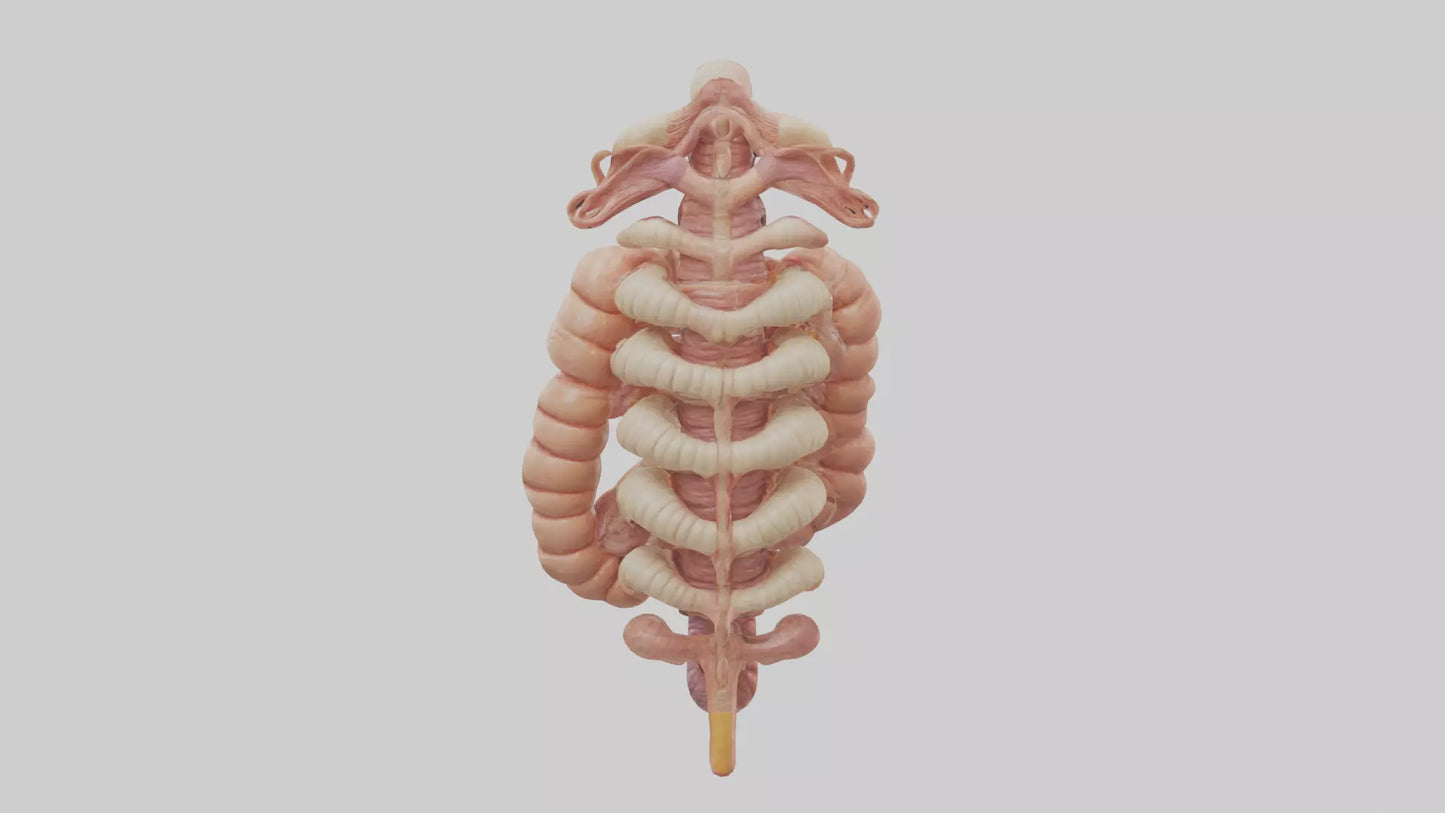 3D model Human Large Intestine Anatomy Model VR / AR / low-poly