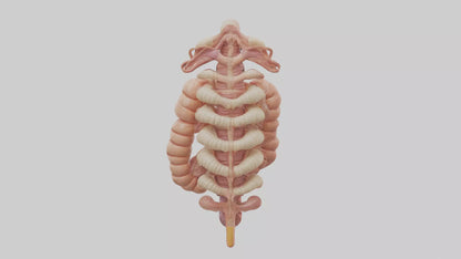 3D model Human Large Intestine Anatomy Model VR / AR / low-poly