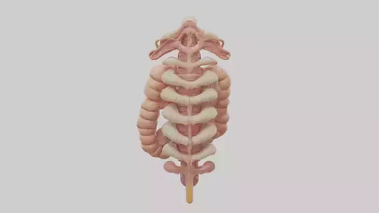 3D model Human Large Intestine Anatomy Model VR / AR / low-poly