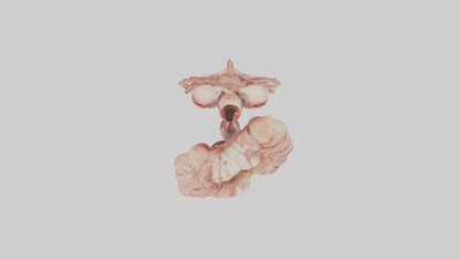 3D model Human Large Intestine Anatomy Model VR / AR / low-poly