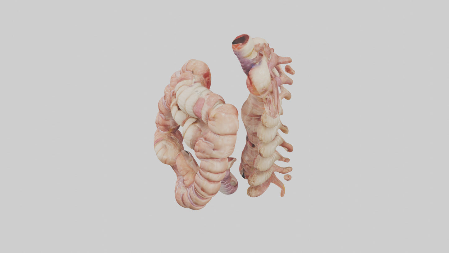 3D model Human Large Intestine Anatomy Model VR / AR / low-poly