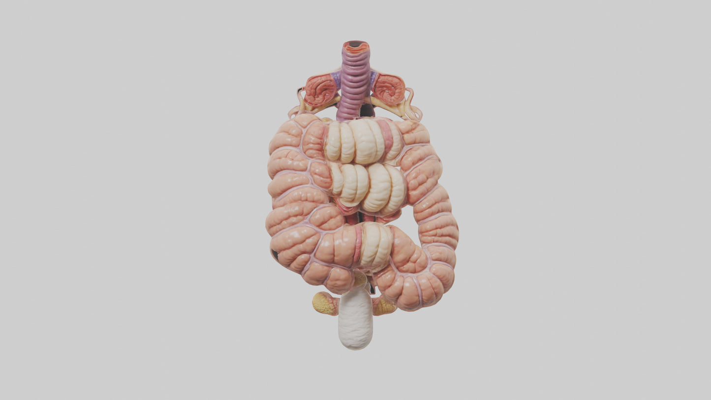 3D model Human Large Intestine Anatomy Model VR / AR / low-poly