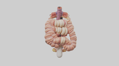 3D model Human Large Intestine Anatomy Model VR / AR / low-poly