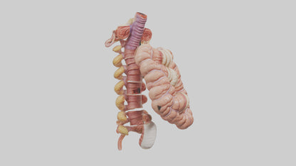 3D model Human Large Intestine Anatomy Model VR / AR / low-poly