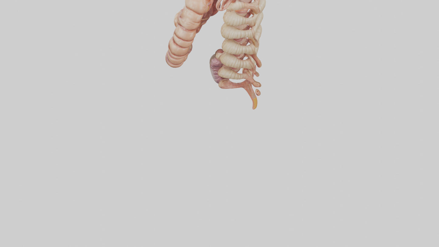 3D model Human Large Intestine Anatomy Model VR / AR / low-poly