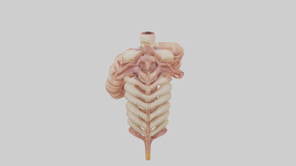 3D model Human Large Intestine Anatomy Model VR / AR / low-poly