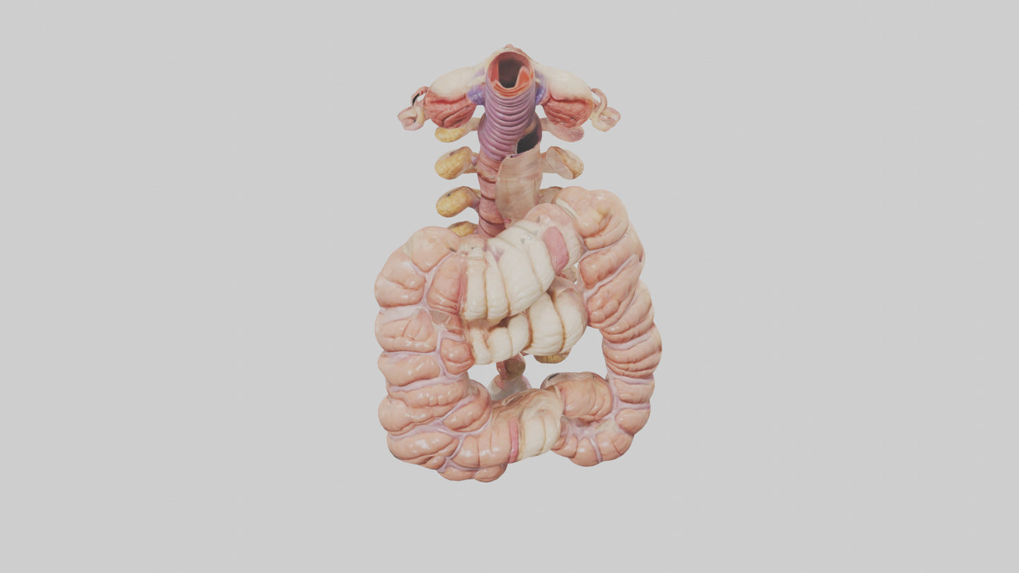 3D model Human Large Intestine Anatomy Model VR / AR / low-poly