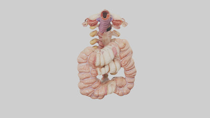 3D model Human Large Intestine Anatomy Model VR / AR / low-poly