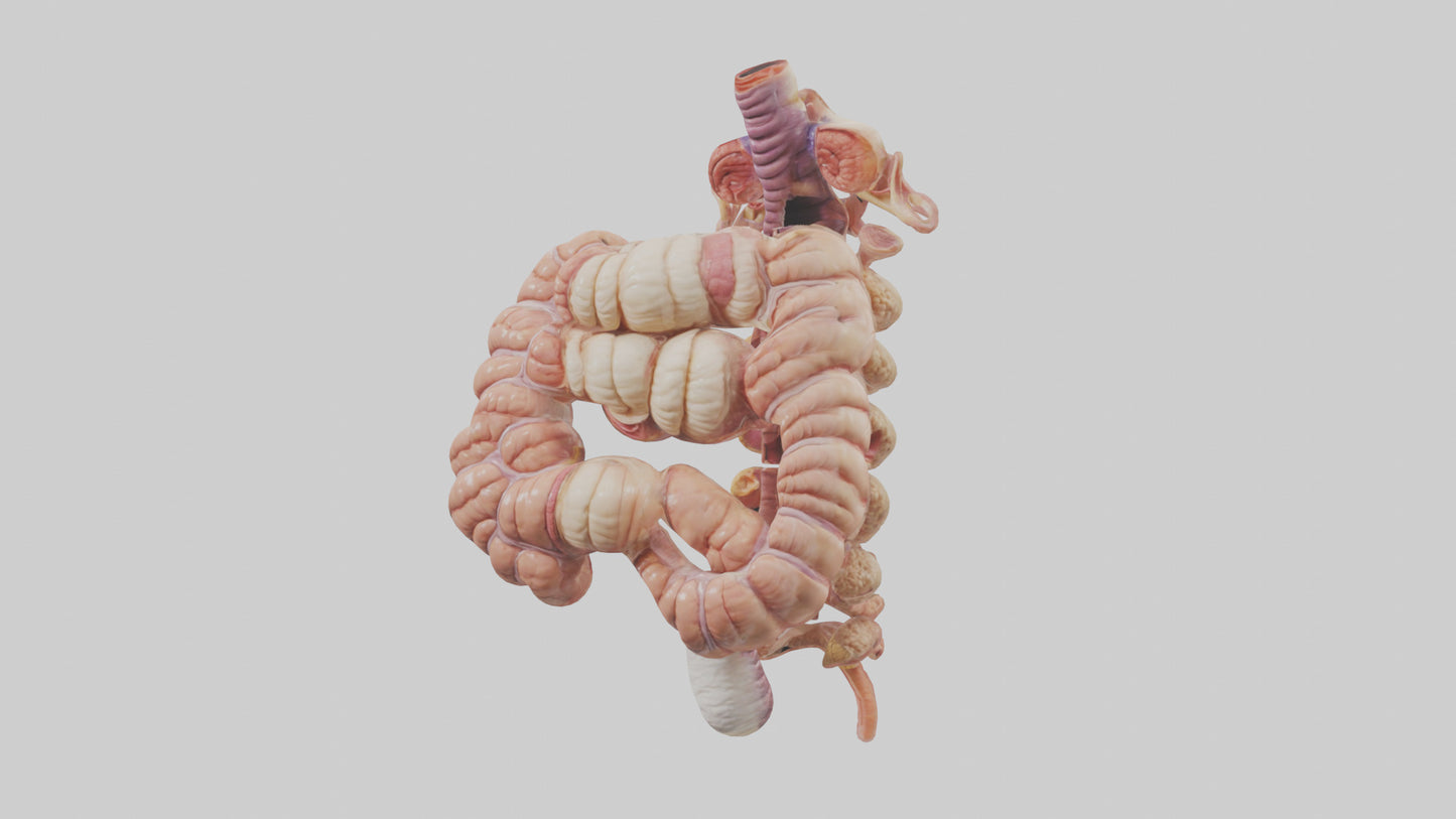 3D model Human Large Intestine Anatomy Model VR / AR / low-poly