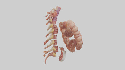 3D model Human Large Intestine Anatomy Model VR / AR / low-poly