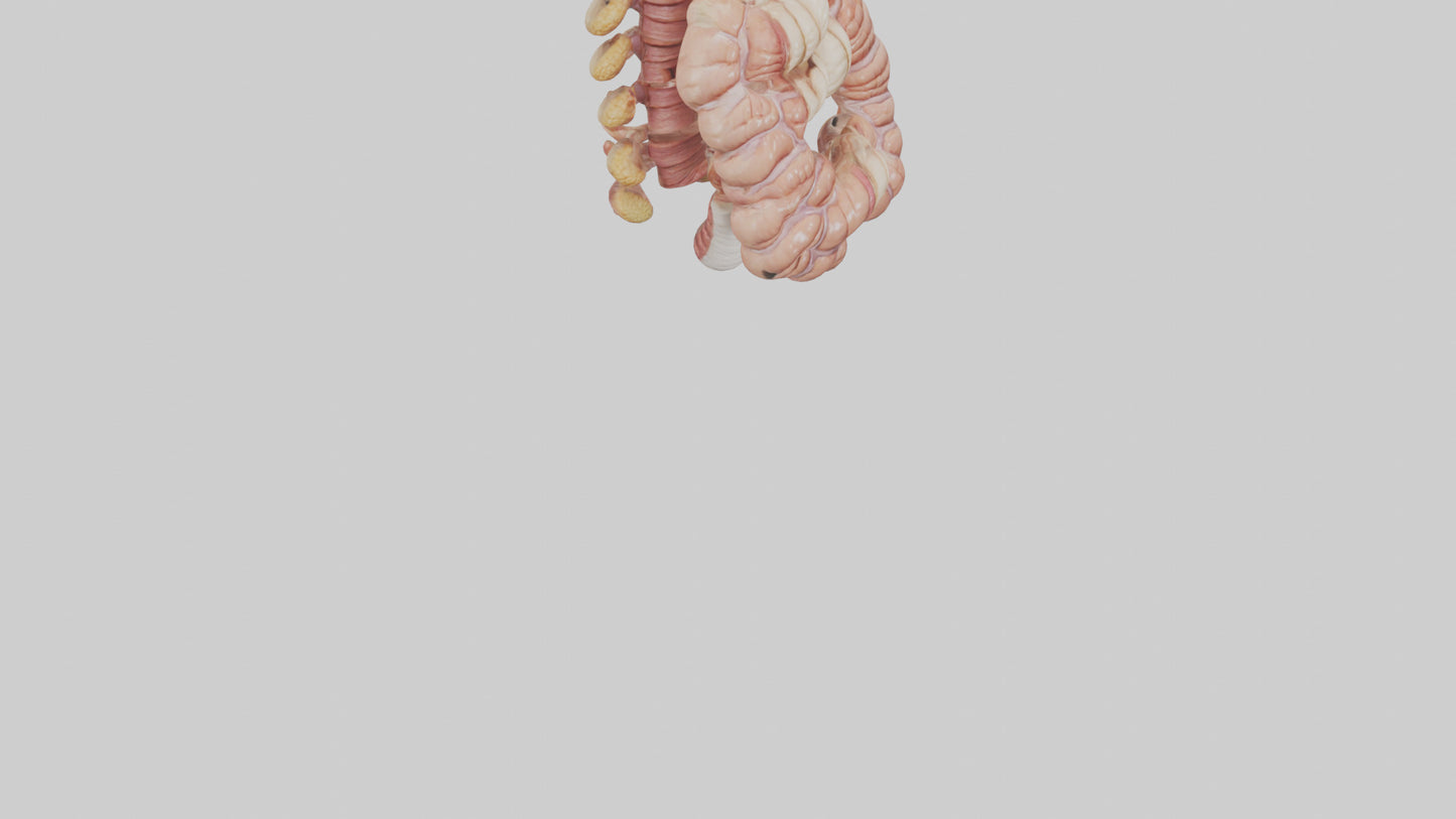3D model Human Large Intestine Anatomy Model VR / AR / low-poly