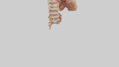 3D model Human Large Intestine Anatomy Model VR / AR / low-poly