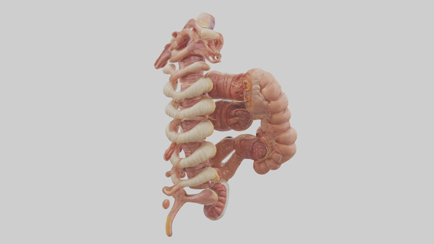 3D model Human Large Intestine Anatomy Model VR / AR / low-poly