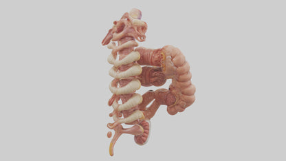 3D model Human Large Intestine Anatomy Model VR / AR / low-poly
