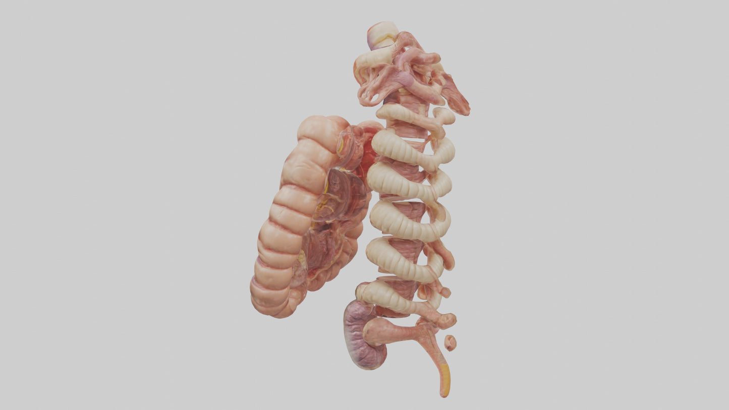 3D model Human Large Intestine Anatomy Model VR / AR / low-poly