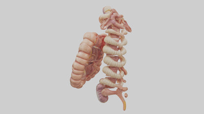 3D model Human Large Intestine Anatomy Model VR / AR / low-poly