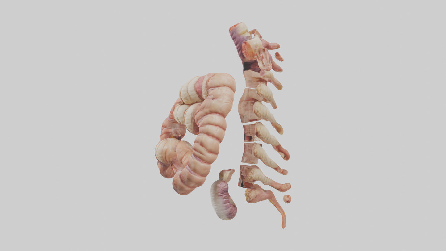 3D model Human Large Intestine Anatomy Model VR / AR / low-poly