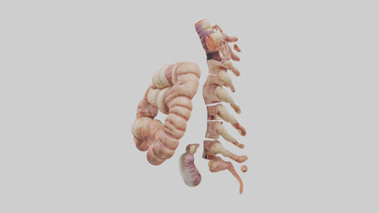 3D model Human Large Intestine Anatomy Model VR / AR / low-poly
