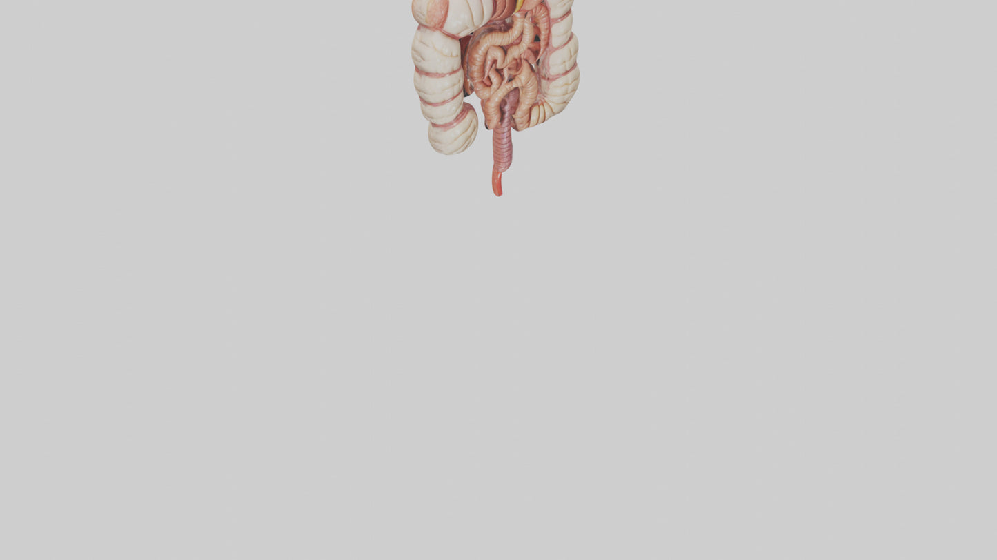 3D model Human Large Intestine Model VR / AR / low-poly