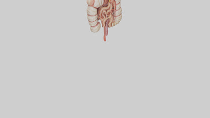3D model Human Large Intestine Model VR / AR / low-poly