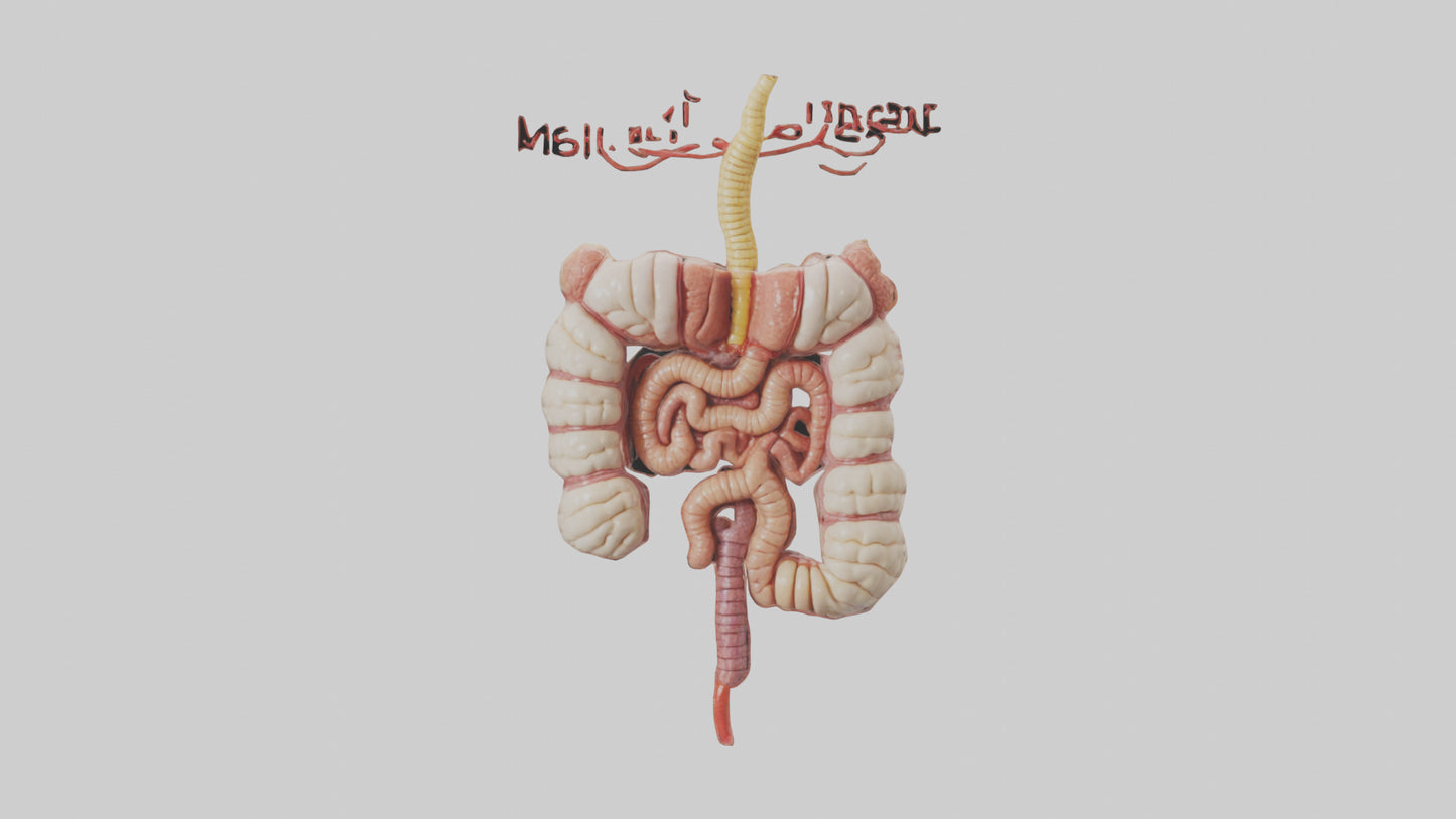3D model Human Large Intestine Model VR / AR / low-poly