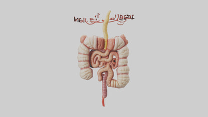 3D model Human Large Intestine Model VR / AR / low-poly