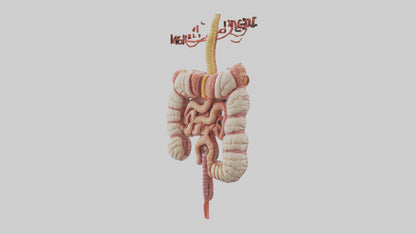 3D model Human Large Intestine Model VR / AR / low-poly
