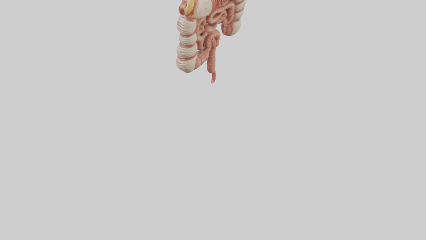 3D model Human Large Intestine Model VR / AR / low-poly