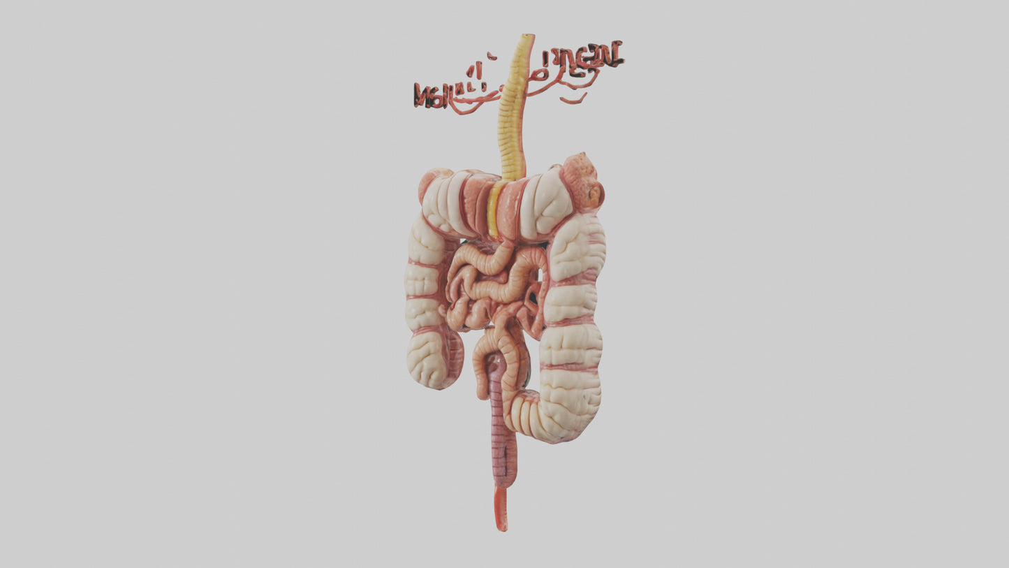 3D model Human Large Intestine Model VR / AR / low-poly
