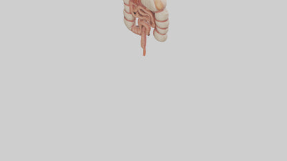 3D model Human Large Intestine Model VR / AR / low-poly