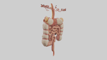 3D model Human Large Intestine Model VR / AR / low-poly