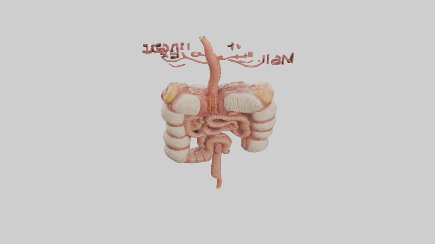 3D model Human Large Intestine Model VR / AR / low-poly