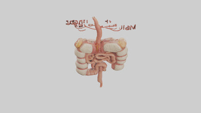 3D model Human Large Intestine Model VR / AR / low-poly