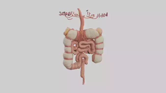 3D model Human Large Intestine Model VR / AR / low-poly