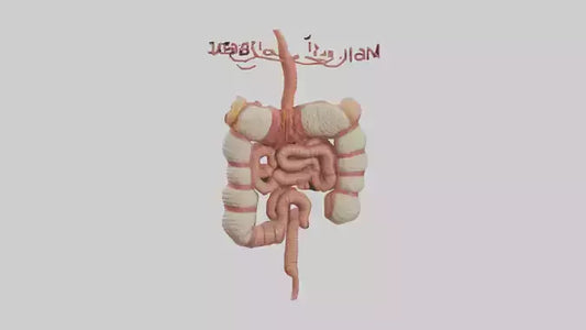 3D model Human Large Intestine Model VR / AR / low-poly