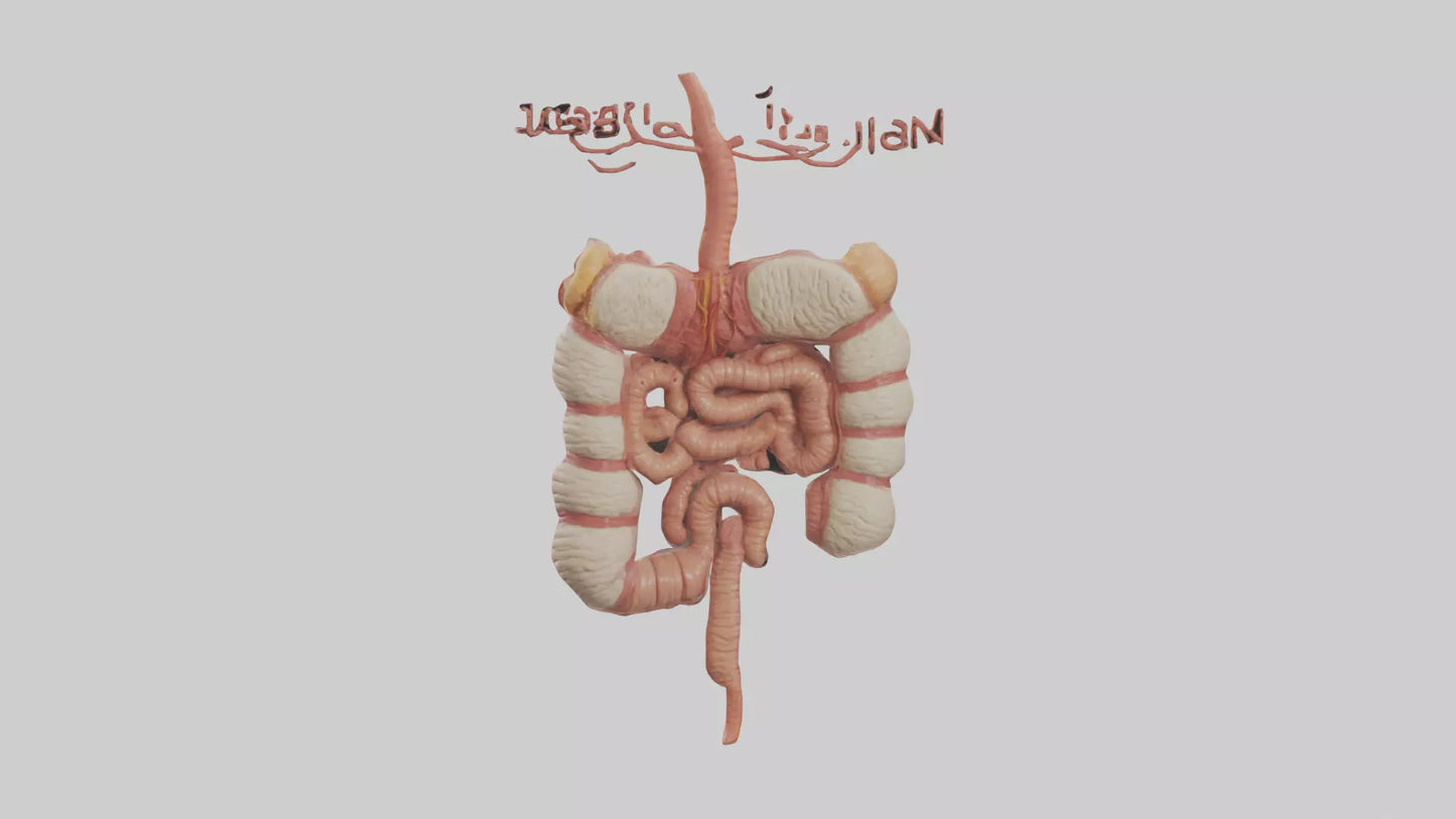 3D model Human Large Intestine Model VR / AR / low-poly