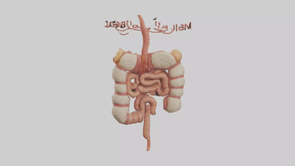 3D model Human Large Intestine Model VR / AR / low-poly